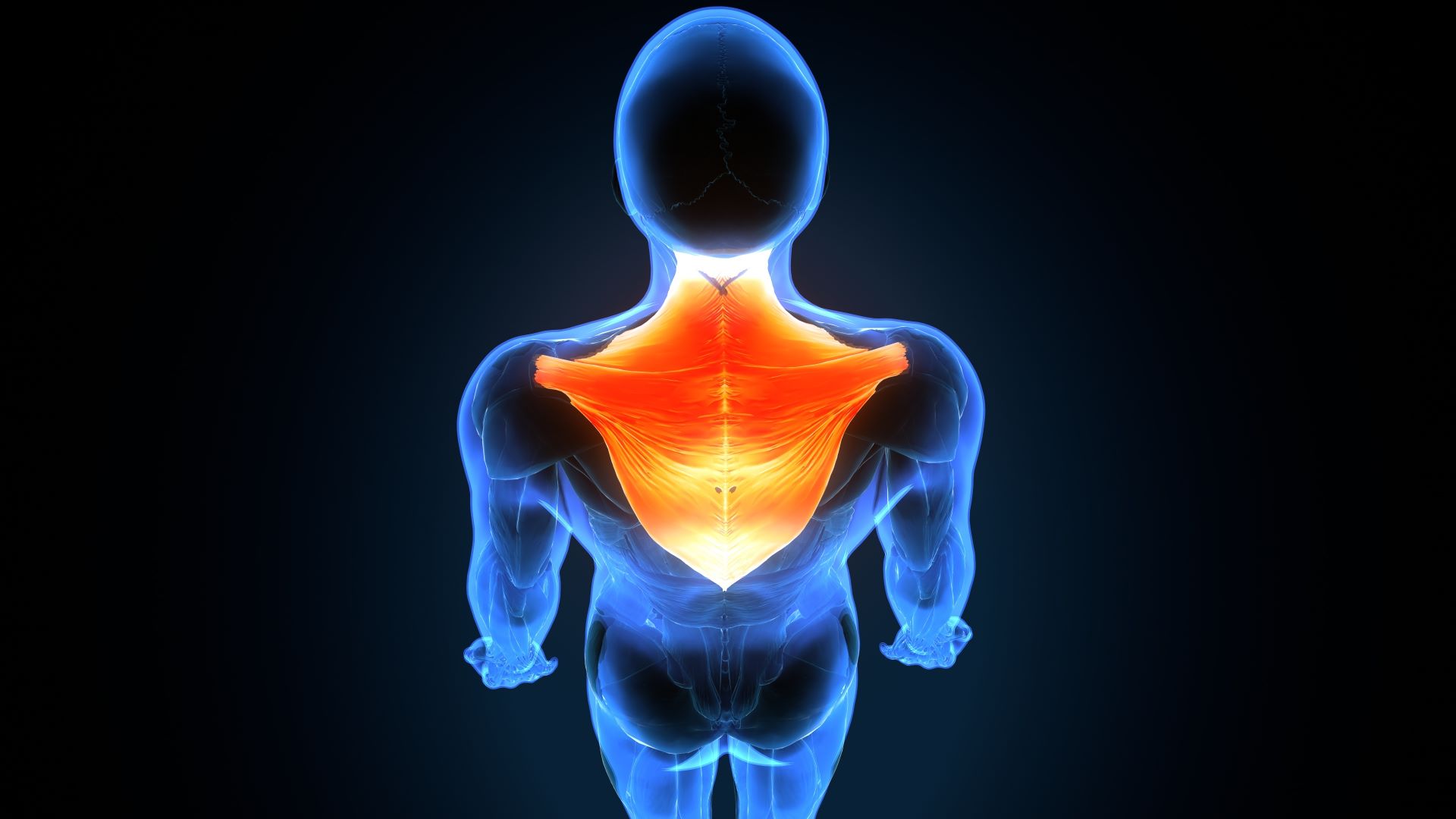 Massage Therapist in Evans, GA Muscle Anthropology