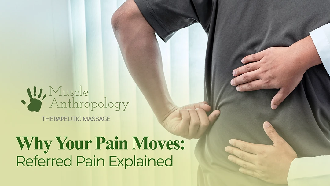 Graphic of a massage therapist touching a patient's back where patient is pointing to his pain spot. Contains the Muscle Anthropology logo and blog title.